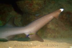 Tunnels, Kauai. I heard there's a resident white tip and ... by Christopher Ward 